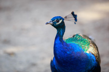 Fototapeta premium Beautiful Blue Peacock