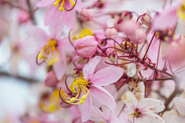 Blossoming cassia