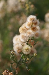 Argentine fleabane (Conyza bonariensis)