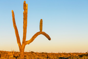 Cactus in Mexico