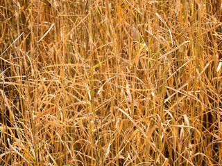 the grass dead background pattern