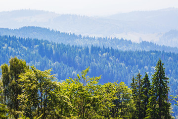 Green trees on a background of blue mountains_