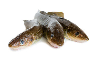 Saffron cod marine fish