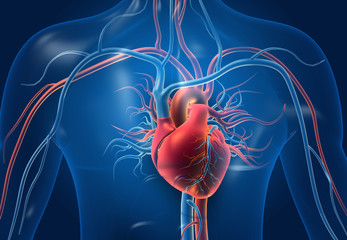 Human heart with blood vessels. 3d illustration. - obrazy, fototapety, plakaty