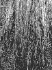 Distress grunge texture with natural human hair. EPS 8 vector illustration.