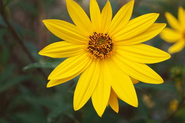 Yellow daisy (Calendula Arvensis) in the botanical garden of Florence, Italy