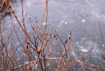 Dry branches by the ice lake