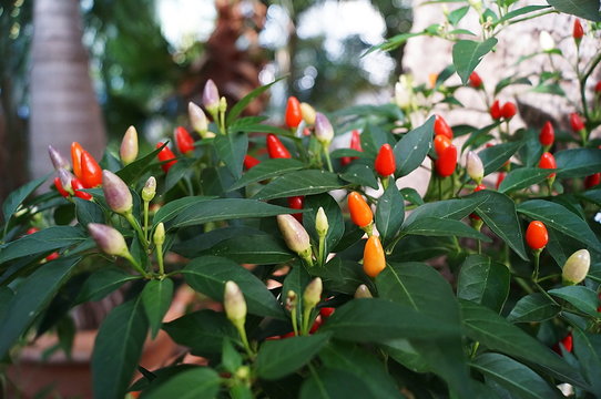 Multicolored chillies in a vegetable garden