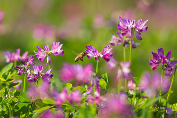Fototapeta na wymiar 蓮華草の蜜を集めるミツバチ