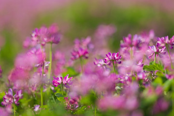 満開の蓮華草