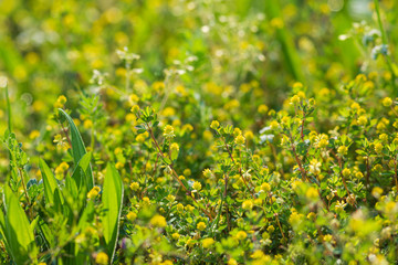 コメツブツメクサの花