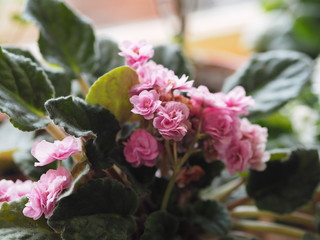 Indoor plant violet pink with flowers on the window. Large pink flowers of Saintpaulias.