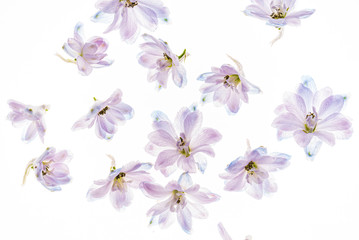 delphinium flowers on the white backgrund