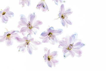 delphinium flowers on the white backgrund