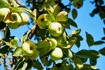 Apple on trees in fruit garden in a summer day