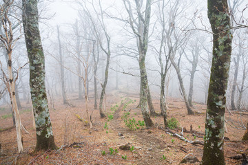 登山道沿いに群生するバイケイソウ
