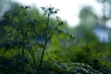 tall grass bushes in the park