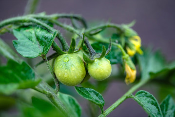 young green tomatoes in the garden