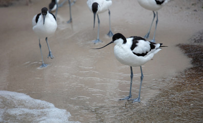 Wader: black and white Pied avocet on the beach