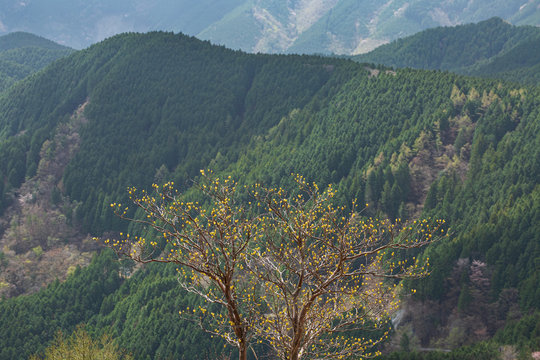 リョウブの新芽と山の風景