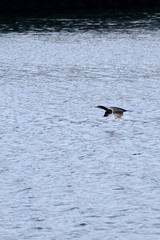 wild bird cormorant is in flight