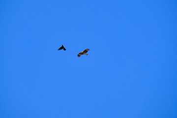Naklejka na ściany i meble wild bird common buzzard and crow are in flight