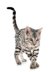 Fototapeta na wymiar bengal cat in studio