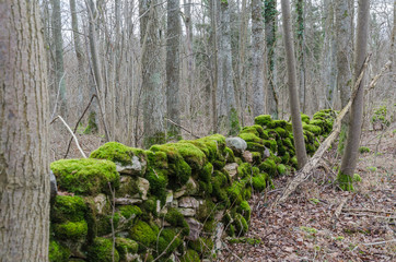 Old green moss covered dry stone wall in a forest