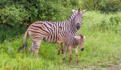 Fototapeta na wymiar Female Burchell's zebra mare and foal isolated interacting in the wild image in horizontal format