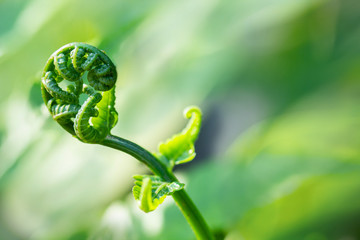 The close-up image of the fern with a blurred green background.