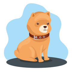 cute dog animal with collar icon vector illustration design