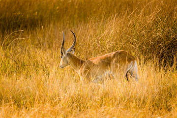 Red Lechwe