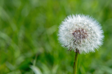 Faded white fluffy dandelion flower on a background of green grass