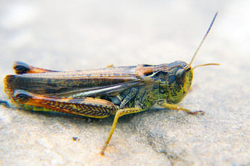 Locusts on the ground. Macro, close-up. Locust invasion