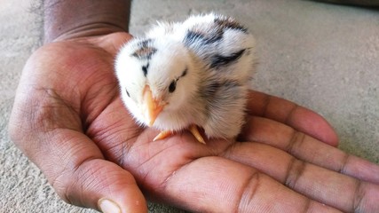 New born cute little chick on a human hand