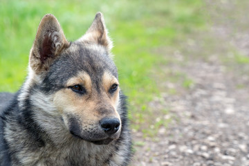 Portrait of a dog like a shepherd
