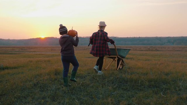 Brother and sister picking pumpkins on Halloween pumpkin patch. Team kids pick ripe vegetables on a farm at sunset time in Thanksgiving holiday season. Family having fun in autumn.