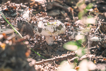 A small mushroom of white color in the old fallen foliage and in sunlight