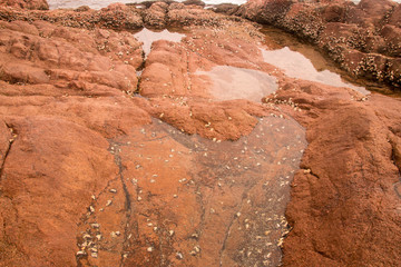 Rocks in the Shallows of the Seashore