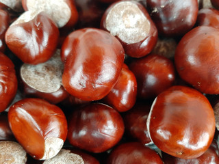 chestnuts isolated on white background