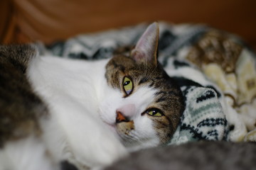 ゴロゴロする猫ちゃん