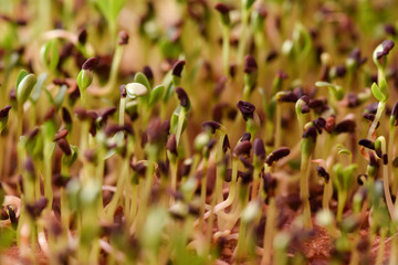 Microgreens growing. Young sprouts with leaves on coconut coir close up selective focus texture background