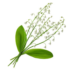 White spring flowers.Lily of the valley flower bouquet with green leaves isolated on white background.