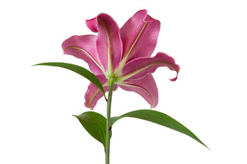 Single Lily pink flower isolated on white background, beautiful seasonal flower head
