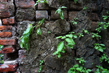 Traces of the old wall that has been decaying for a long time causing trees to enter this wall.