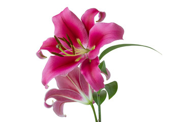 Two pink blooming Lily flowers on green stem with leaves isolated on white background, close-up
