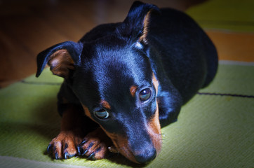 Dog black puppy portrait. The muzzle of a puppy playing on rug