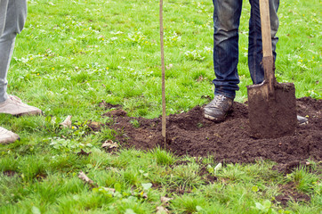A young man with a shovel planted a young tree in the Park on the grass background