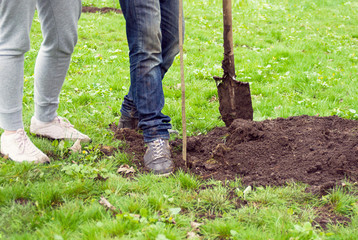 Girl and boy with a shovel planting a young tree in the Park on the grass background