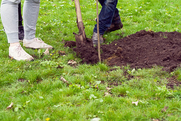 Man with a shovel digging a hole for planting a tree in the Park on the green grass lawn